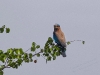 tropical nature bird