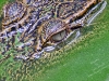 tropical nature coccodrillo_kp_thailandia