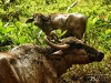 tropical nature; bufali; buffalo