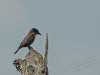tropical nature bird