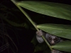 slow lori - Thailandia