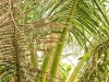 squirrel - tropical nature