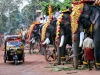India; Kerala; Indu parade; elefanti; elephant; animal abuse