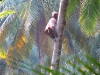 men-of-the-coconut2