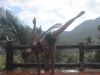 Yoga4freedom_Ardha-Chandrasana
