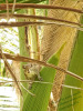 squirrel - tropical nature