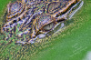 tropical nature coccodrillo_kp_thailandia