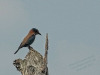 tropical nature bird
