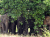 dscn1096elefanti-copia