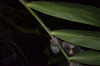 slow lori - Thailandia