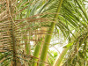 squirrel - tropical nature