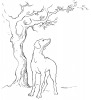illustrazioni-BN-cane