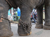 India; Kerala; Indu parade; elefanti; elephant; animal abuse