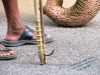 India; Kerala; Indu parade; elefanti; elephant; animal abuse